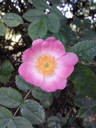 Hagebuttenblüte in Rosa mit gelber Mitte, umgeben von grünen Blättern.