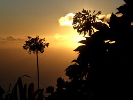 Sonnenuntergang mit Silhouetten von Pflanzen am Horizont über dem Meer.