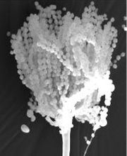 Das ist keine Eisrose sondern eine Nahaufnahme eines Schimmelpilzes