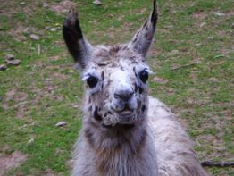 Ein Lama blickt aufmerksam in die Kamera, mit grasbewachsenem Boden im Hintergrund.