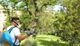 Person spraying trees with backpack sprayer in a park, wearing a mask and gloves.