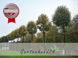 Reihe von beschnittenen Bäumen, Logo "Tiefpreis Garantie", Text "Gartenheld24" im Vordergrund.
