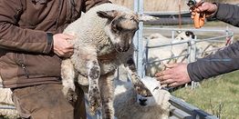 Two people handling a sheep for care in a fenced area, with more sheep in the background.