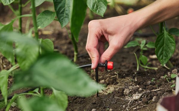 Eine Person installiert eine Tropfbewässerungsanlage im Garten.