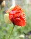 Nahaufnahme einer roten Mohnblume, teilweise noch von ihrer Knospe umhüllt, unscharfer Hintergrund.