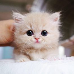 Fluffy kitten with big eyes sits on a bed, gazing curiously.