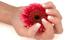 Hände halten eine rote Blume mit weißen Spitzen auf den Fingernägeln.