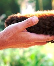 Leo aktiv Hundetraining Logo