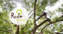 Ein Kletterer in einem Baum. Logo „Rode Baumpflege“ überlagert das Bild. Sonnenlicht strahlt durch.