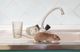 Rat on a kitchen sink with two overturned glasses beside a faucet.