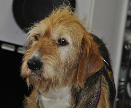 Zotteliger Hund schaut nachdenklich nach vorne, im Hintergrund sind unscharfe Elemente zu erkennen.