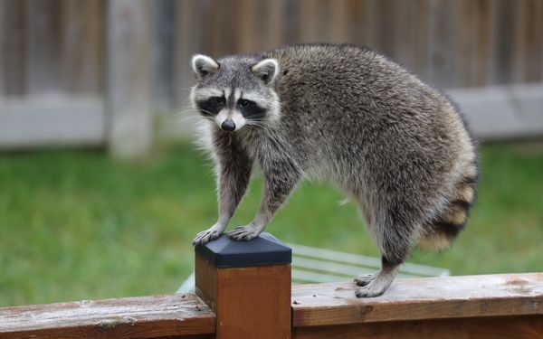 Waschbär läuft auf einem Gartenzaun aus Holz entlang.
