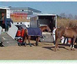 Pferdetransporte-Transporte de caballos