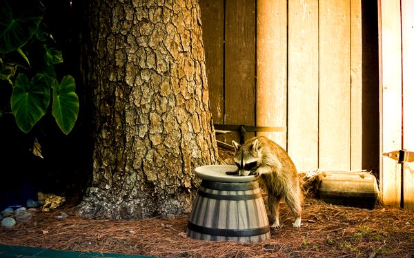 Waschbär in einem Garten bedient sich an frei zugänglichem Katzenfutter.