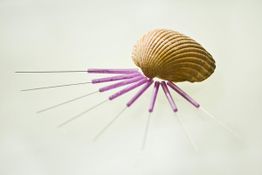 Muschelschale mit lila Akupunkturnadeln, die wie Strahlen angeordnet sind.