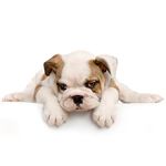 Bulldog puppy lying down, looking sleepy on a white background.