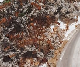Rote Ameisen krabbeln über ein zerklüftetes, moosiges Nest auf einem weißen Untergrund.