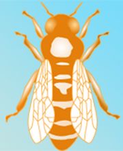 Kennzeichenbiene.de Logo