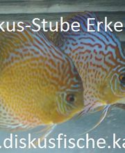 Diskus-Stube Erkelenz Logo