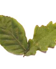 gans Event Training & Assessment Logo