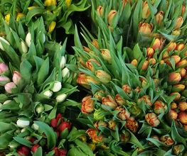 Bouquet di tulipani assortiti dai colori rosa, rosso e arancione, circondati da foglie verdi.