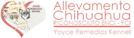 Cuori con cani e testo: "Allevamento Chihuahua, riconosciuto ENCI-FCI, Joyce Remedios Kennel".