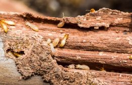Termites crawling on decayed wood, with visible damage and exposed tunnels.