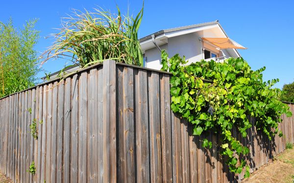 Der Holzzaun eines Grundstücks wird durch eine Pflanze überwuchert und ragt auf das Nachbarsgrundstück rüber.