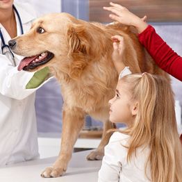 Girl and vet with a golden retriever on an exam table, receiving friendly attention.