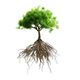 Tree with exposed roots, isolated on a white background.