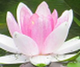 Berufungsberatung Berlin Logo