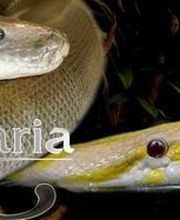 Schlangenshow Robaria Logo