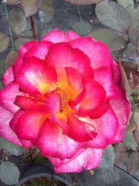 Rosa dai petali sfumati di rosa e giallo, vista dall'alto, con foglie verdi sullo sfondo.