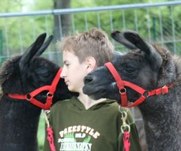 schmusige Lamas
