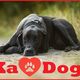 Großer schwarzer Hund liegt im Gras. Roter Text: "Ka♥️Dogs" mit einer Pfote im Herzen.