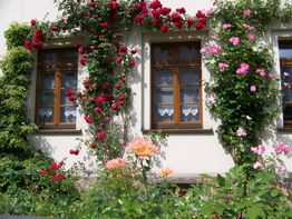 Hauswand mit Fenstern, umrahmt von roten und rosa Rosenranken, darunter blühende Blumen im Garten.