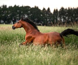 Braunes Pferd galoppiert durch hohes Gras mit Wäldern im Hintergrund.