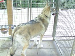 Ein großer Hund steht in einem Zwinger und schaut durch den Zaun hinaus.
