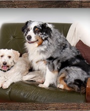 Haustierservice-Erwitte Logo