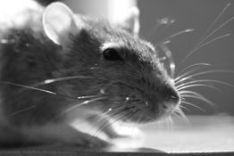 Nahaufnahme einer Ratte in Schwarzweiß mit langen Schnurrhaaren, die zur Seite schaut.