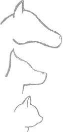 Strichzeichnungen von Tierköpfen: Pferd, Hund und Katze, vertikal angeordnet.