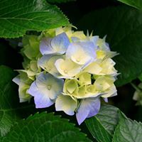 Een hortensiabloem met blauw-witte bloemblaadjes omgeven door groene bladeren.