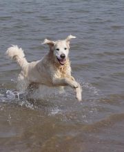 Hundesport Lewis Logo