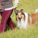Person walking collie dog on leash in grassy field.