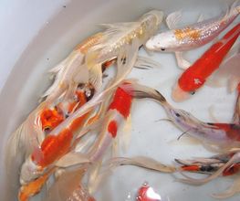 Koi