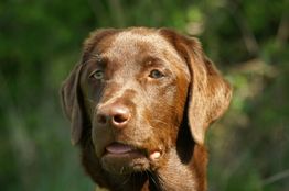 Brauner Labrador schaut in die Ferne, umgeben von verschwommenem, grünem Hintergrund.