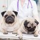 Two pugs on a vet's table with a veterinarian in a white coat and stethoscope behind them.