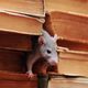 A curious mouse peeking out between stacked vintage books.