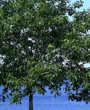 Praxis-Schierenberg Logo