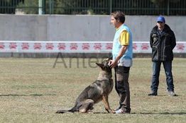 Hombre entrenando a un perro pastor alemán en un campo, con una persona de fondo observando.